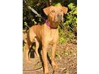 Genie Labrador Retriever Adult Female