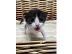 Comal Domestic Shorthair Young Male