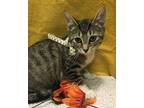 Cindy Lou Domestic Shorthair Kitten Female