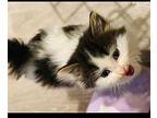 Skully M Domestic Longhair Kitten Male