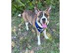 Blaze 28011 Boxer Adult Male