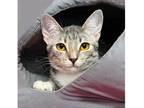 Kinsley Domestic Shorthair Young Female