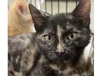 Little Debbie Domestic Shorthair Kitten Female