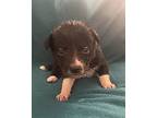 Raven Border Collie Puppy Female