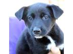 Sheeva-2239 Mixed Breed (Medium) Puppy Female