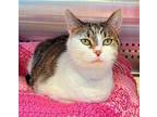 Sparks - $55 Adoption Fee Special Domestic Shorthair Adult Female