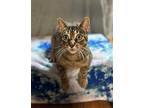 Kenna Domestic Shorthair Adult Female