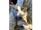 Adopt Padfoot a Domestic Short Hair