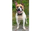 Adopt Pauley a American Staffordshire Terrier