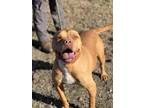 Adopt Rascal a Pit Bull Terrier