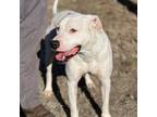Adopt Mikey a Pit Bull Terrier