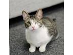 Adopt Oliver a Tabby, Domestic Short Hair