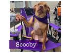 Adopt Scooby a Boxer, American Staffordshire Terrier