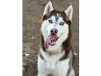 Adopt Whiskey a Siberian Husky