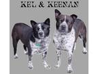 Adopt Kel & Keenan a Australian Cattle Dog / Blue Heeler, Pit Bull Terrier