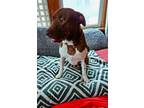 Adopt Ranger a German Shorthaired Pointer, Pit Bull Terrier