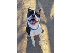 Adopt Oreo a Boston Terrier