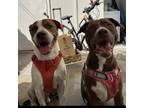 Adopt Trip a English Pointer, Cattle Dog