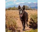 Adopt Sparky a German Shepherd Dog