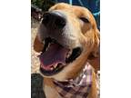 Adopt Kylo a Treeing Walker Coonhound
