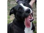 Adopt Hugh a Labrador Retriever, Pit Bull Terrier