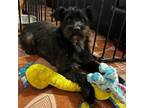 Adopt Enzo a Parson Russell Terrier, Patterdale Terrier / Fell Terrier