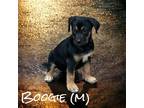 Adopt Boogie a Great Dane