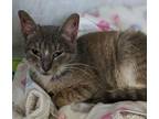 Adopt Tyrion a Domestic Short Hair