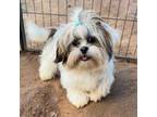 Shih Tzu Puppy for sale in Phoenix, AZ, USA