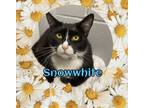 Adopt Snow White a Domestic Short Hair