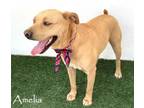 Adopt Amelia a Labrador Retriever, Redbone Coonhound