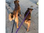 Adopt Lady & Zeus a Terrier
