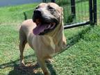 Adopt Kyoto a Black Mouth Cur