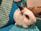 Adopt Lulu a English Spot, Lionhead