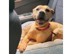 Adopt Coda a Pit Bull Terrier