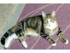 Adopt Abraham a American Shorthair, Bengal