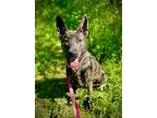 Adopt Lowen a Brindle Labrador Retriever / Pit Bull Terrier dog in Syracuse