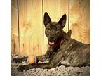 Adopt Lowen a Brindle Labrador Retriever / Pit Bull Terrier dog in Syracuse