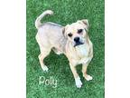 Adopt Polly a Mixed Breed (Medium) dog in Atlanta, GA (37750852)