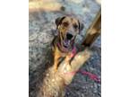 Adopt KIT a Black - with Tan, Yellow or Fawn Treeing Walker Coonhound / Mixed