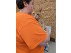 Adopt Red2 a Domestic Shorthair / Mixed (short coat) cat in Coshocton