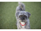 Adopt Lacy a Gray/Blue/Silver/Salt & Pepper Lhasa Apso / Mixed dog in Colorado