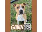 Adopt Gavin a Tan/Yellow/Fawn Pit Bull Terrier / Mixed dog in Dickinson