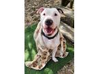 Adopt Money a White American Pit Bull Terrier / American Pit Bull Terrier /