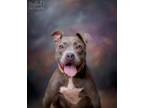 Adopt Cream a American Pit Bull Terrier / Mixed Breed (Medium) / Mixed dog in