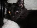 Adopt Blackjack a All Black Domestic Mediumhair / Mixed (medium coat) cat in