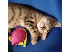 Adopt Kittens!! a Brown Tabby American Shorthair / Mixed (short coat) cat in