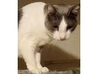 Adopt Donny - I am a Talker! a Gray or Blue (Mostly) Domestic Shorthair / Mixed