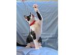 Adopt DAISY, Most Loved! Adopt Me With Java! a Black & White or Tuxedo American