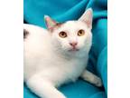 Adopt In Memory of Andy - He Was Loved! a White (Mostly) Domestic Shorthair /